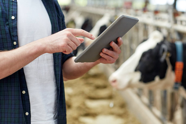 man with tablet pc and cows on dairy farm - Zdjęcie, obraz