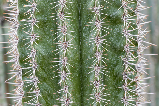 detail of cactus  - Foto, immagini