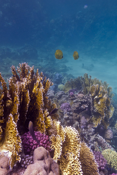 Красочный коралловый риф с каменистыми и огненными кораллами и бабочками на дне красного моря в Египте
 - Фото, изображение