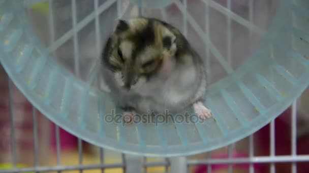 Hamster nain gris
 - Séquence, vidéo