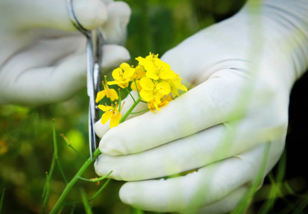 Vágás egy virágcsokor mustár - Fotó, kép