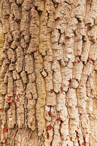 rosso begbugs sulla corteccia di un albero, nota profondità di campo poco profonda
 - Foto, immagini