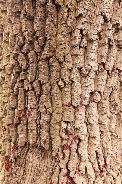 rosso begbugs sulla corteccia di un albero, nota profondità di campo poco profonda
 - Foto, immagini
