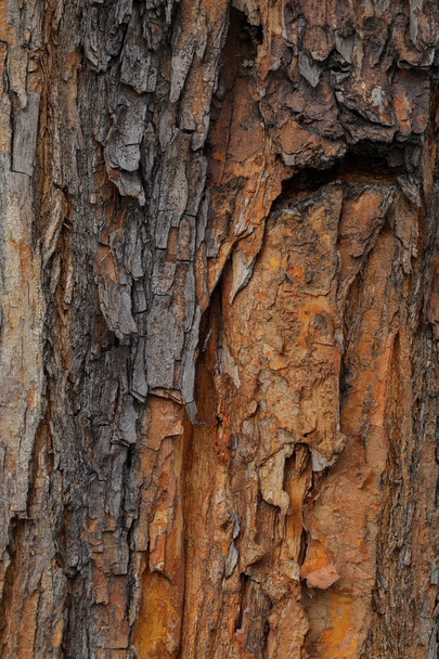 φλοιό δέντρου στη φύση, Σημείωση ρηχό βάθος πεδίου - Φωτογραφία, εικόνα
