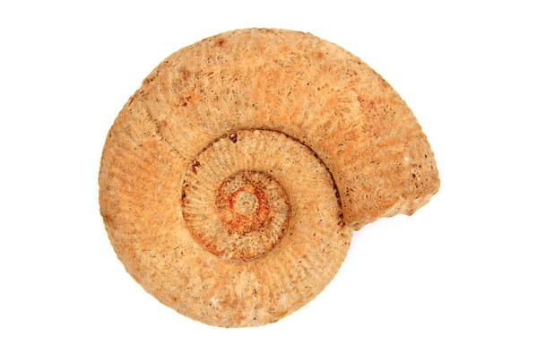 Ammonit, Jura, Germany - Zdjęcie, obraz