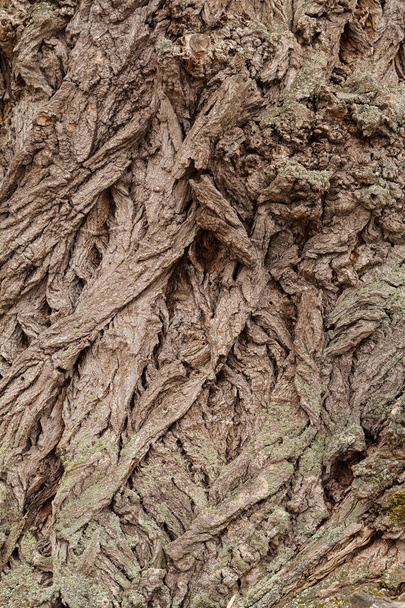 casca de árvore muito antiga na natureza, observe a profundidade rasa do campo
 - Foto, Imagem