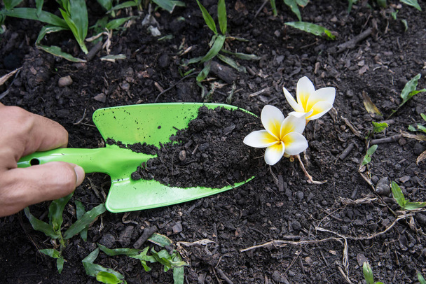Bak lepels graven bodem en Plumeria bloem - Foto, afbeelding