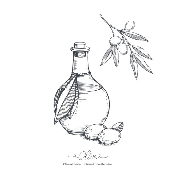 Hand-drawn olive sketch - Vektori, kuva