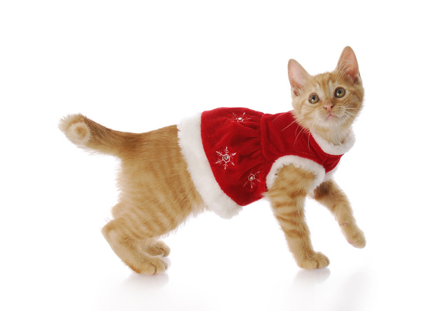 christmas cat - Foto, Imagem