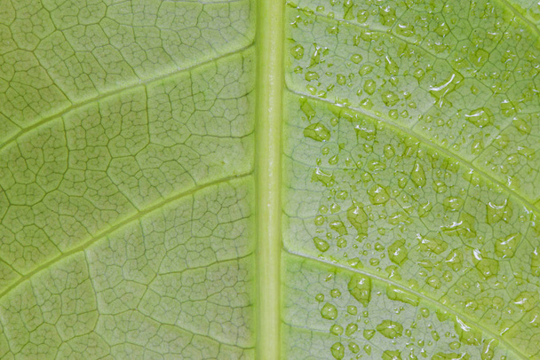 Μακροεντολή από το φύλλο υφή με σταγόνα νερό - Φωτογραφία, εικόνα