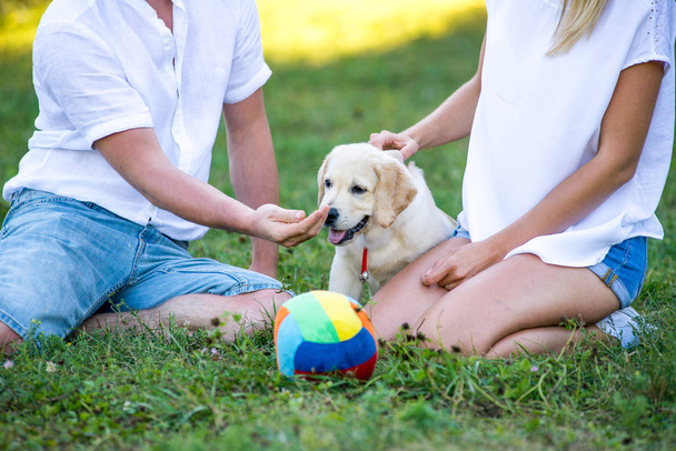 Pareja alegre jugando con su perro en el parque. Paseo de verano al aire libre con un cachorro recuperador. El chico y la chica es muy aficionado a su cachorro labrador. - Foto, Imagen