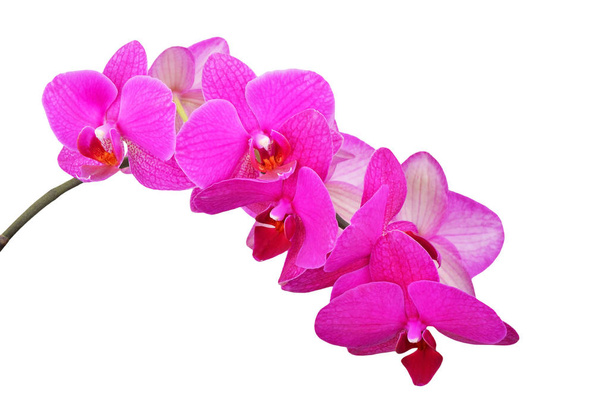 Fleur d'orchidée rose
 - Photo, image