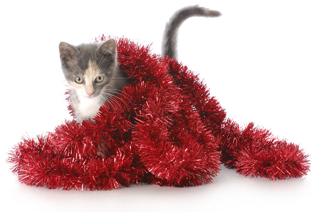 kitten playing with christmas garland - Фото, зображення