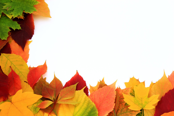 Background with autumn leaves - Фото, зображення