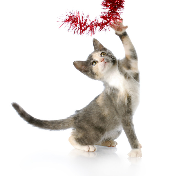 playful christmas kitten - Photo, Image