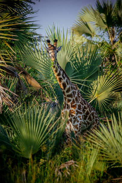 Giraffe walking in bushes - Photo, Image