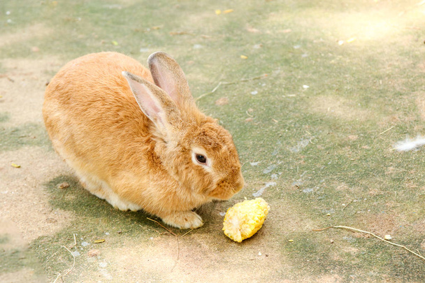 lapins mangeant de la nourriture de lapin dans le zoo naturel, Thaïlande
 - Photo, image