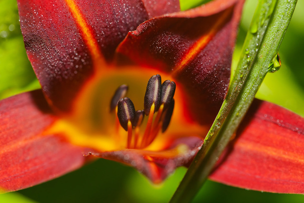 Día rojo Lily
 - Foto, Imagen