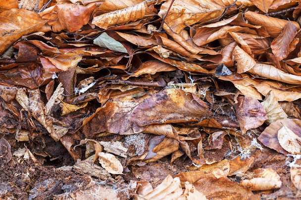 hojas marchitas caídas en el suelo, nota poca profundidad de campo
 - Foto, Imagen