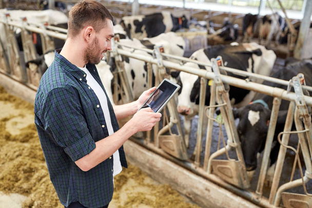 young man with tablet pc and cows on dairy farm - Photo, image