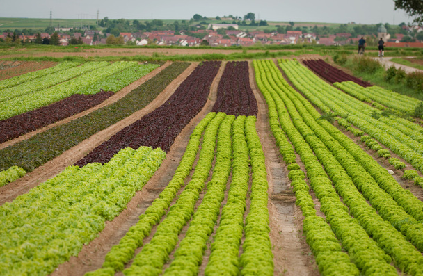 mező saláta - Fotó, kép