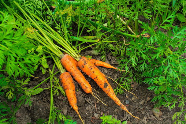carote fresche raccolte a terra in giardino
 - Foto, immagini