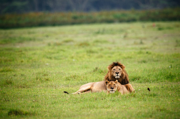 Löwenmännchen und -weibchen auf dem Feld - Foto, Bild