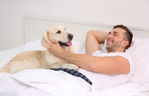 man lying with Labrador retrievers - 写真・画像