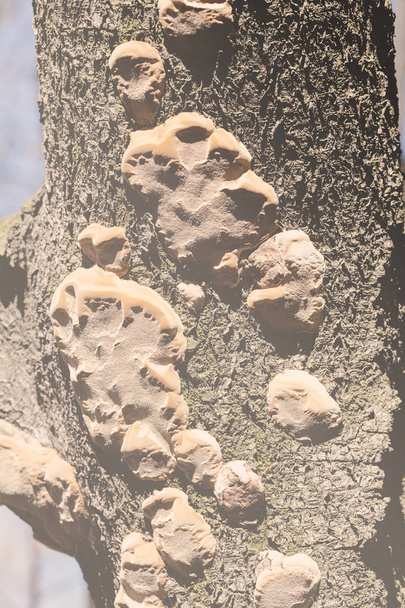 自然の中で木の樹皮の珍しいキノコ、フィールドの浅い深さに注意してください - 写真・画像