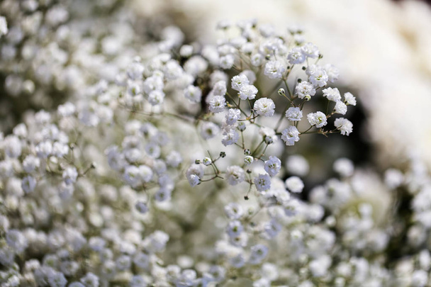 Цветок Гипофила для украшения букеты, обратите внимание на мелкую глубину резкости
 - Фото, изображение