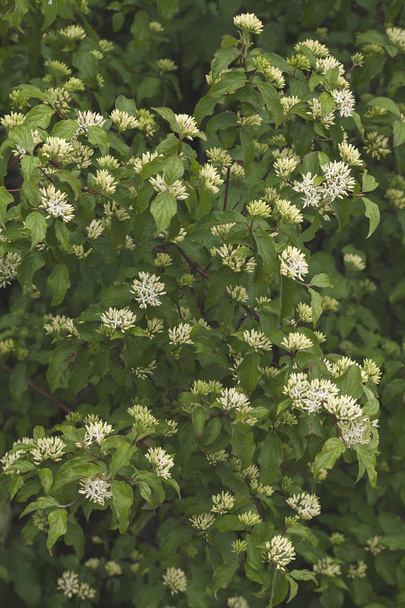 Cornus sanguinea, arbuste aux petites fleurs blanches dans la nature, note une faible profondeur de champ
 - Photo, image