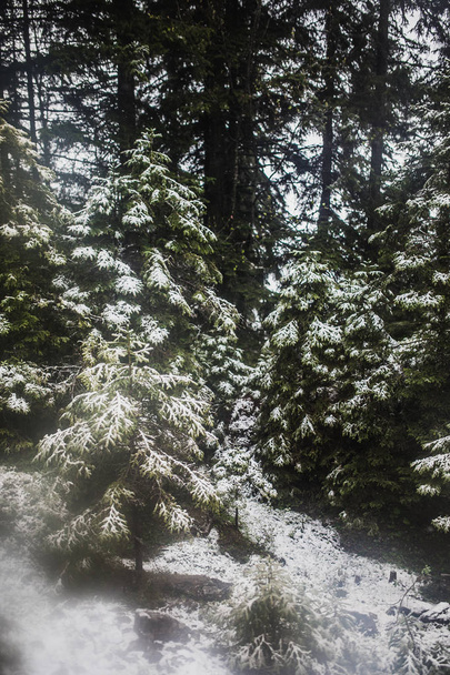 Mountain forest in misty weather - Fotoğraf, Görsel