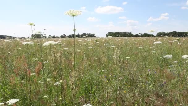 Grasses in a meadow near Berlin - Footage, Video