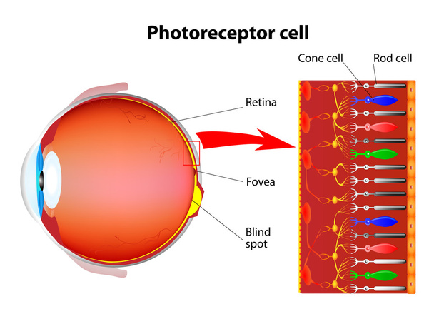 Células fotorreceptores en la retina del ojo
 - Vector, Imagen