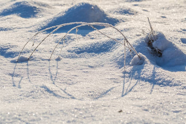 Bitkiler kış kar arka plan kar ile kaplı - Fotoğraf, Görsel