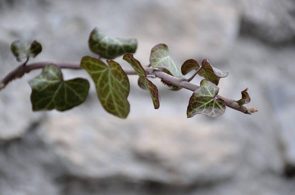 Ivy-lehtien lakeus
 - Valokuva, kuva