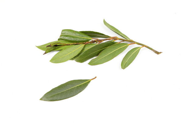 Bay leaf herb spice - Photo, Image