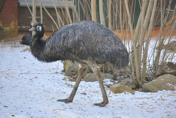 The emu, or Dromaius novaehollandiae - 写真・画像