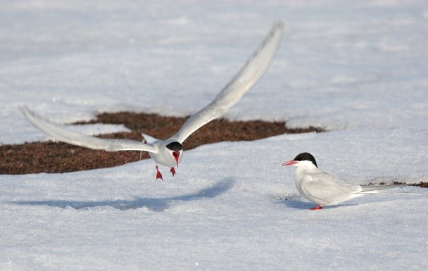 Arctic terns - Photo, Image