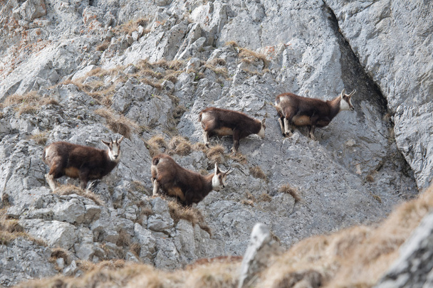 cabras de montaña
 - Foto, Imagen