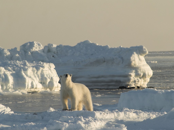 πολική αρκούδα, βασιλιάς της Αρκτικής - Φωτογραφία, εικόνα
