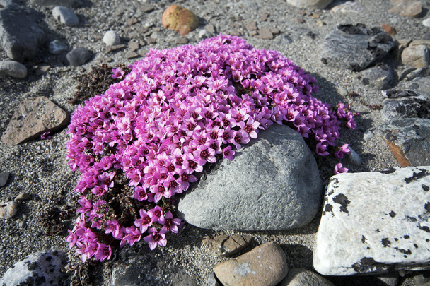 Saxifraga púrpura - flores de tundra
 - Foto, imagen