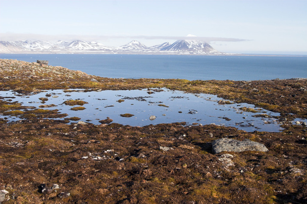 Paisaje ártico, tundra musgosa
 - Foto, Imagen