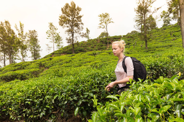 Turista femenina disfrutando de la hermosa naturaleza de las plantaciones de té, Sri Lanka
. - Foto, imagen