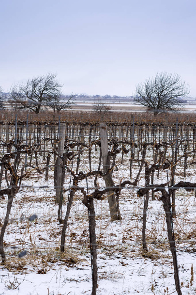 Winnica w zimny dzień zimy ze śniegiem pokryte winorośli - Zdjęcie, obraz