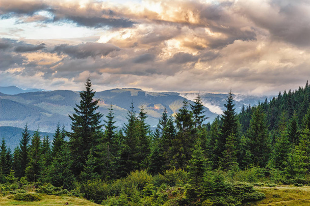 Yaz Karpat Dağları manzara. çam ormanı, Ukrayna, Europe. - Fotoğraf, Görsel