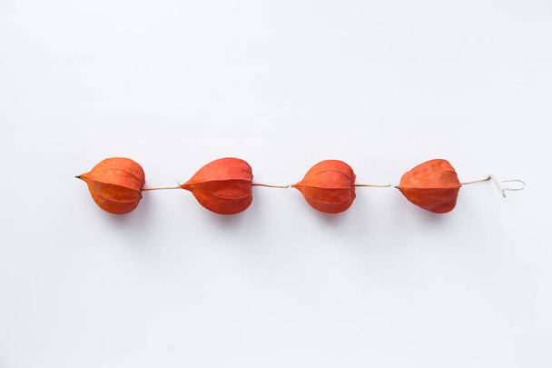 the fruit of physalis as Chinese lanterns on a white background - Foto, Bild