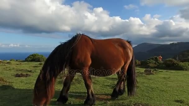 Cavalo selvagem na floresta petrificada 04
 - Filmagem, Vídeo