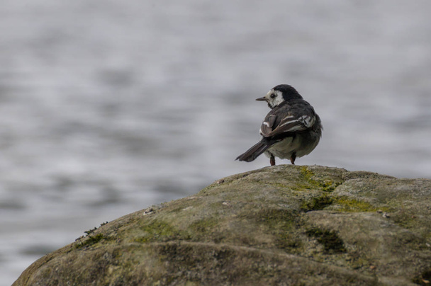 Pied wagtail on rock - Photo, Image
