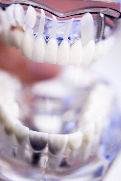 Dentists dental teeth model - Photo, Image